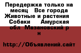 Передержка только на месяц - Все города Животные и растения » Собаки   . Амурская обл.,Мазановский р-н